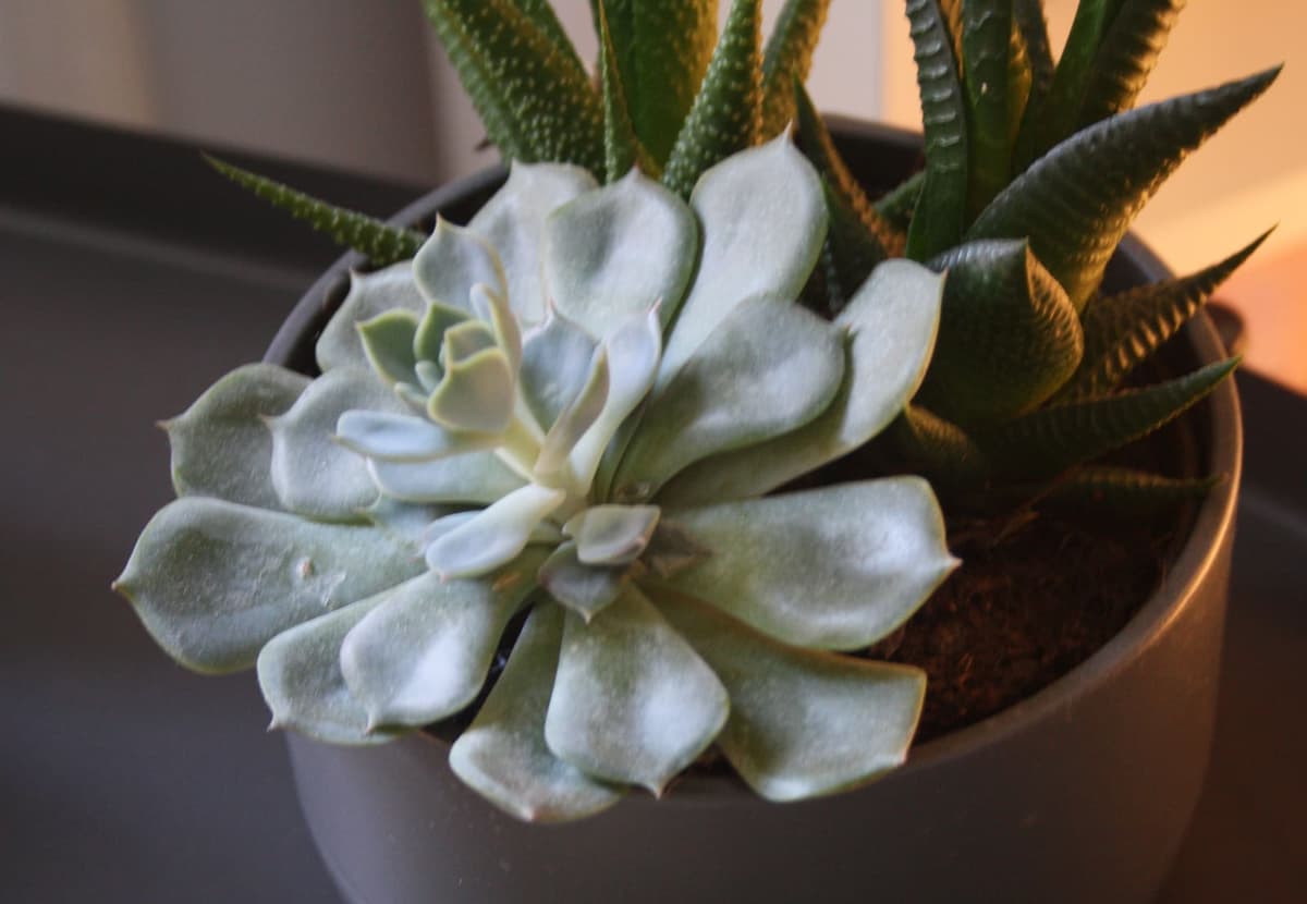 An image of a Plant